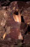 Erected Cape Cobra in colorful rocks