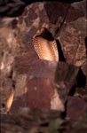 Eye catcher Cape Cobra 