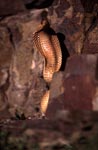 Erect Cape Cobra with colorful rocks