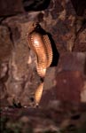 Erected Cape Cobra,in colorful rock landscape