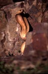 Cape Cobra hold its front section erect and spread its hood