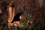 Dangerous beauty Cape Cobra