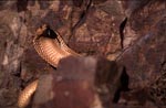 Cape Cobra behind boulder