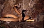 Cape Cobra a dangerous beauty