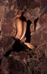 Cape Cobra hold its front section erect 