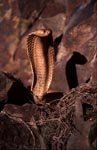 Cape Cobra: Beautiful and dangerous