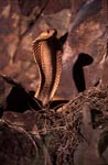 Dangerous Beauty Cape Cobra
