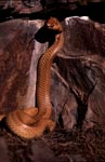 Erected Cape Cobra before colorful rock wall