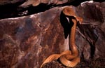 Cape Cobra in front of colorful rock wall