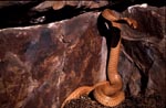 Cape Cobra before dark crevice