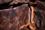 Cape Cobra explores dark crevice
