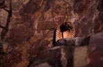Cape Cobra behind a boulder