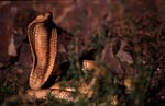 Fascinatingly beautiful Cape Cobra