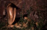 Exceptionally beautiful Cape Cobra