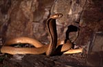 Impressive Cape Cobra