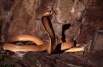 Impressively beautiful Cape Cobra