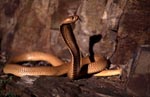 Golden Cape Cobra