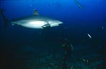 Diver observed silver tip shark