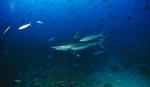 Silvertip shark at Shark Reef in the Beqa Lagoon