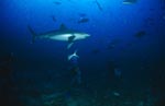 Divers watch a silver tip shark