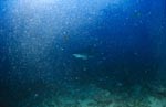 Silver tip shark swims through air bubbles