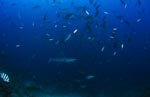 Silver tip shark swimming in a shoal of fish