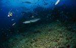 Gray reef shark (Carcharhinus amblyrhynchos)