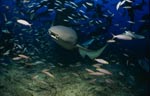 Tawny nurse shark approaching in the shoal of fish