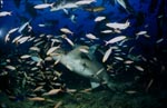 Tawny nurse shark surrounded by numerous fish
