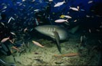 Tawny nurse shark circling a diver
