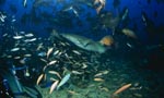 Tawny nurse shark grabs a fish bait