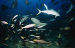 Tawny nurse shark is close to fish bait