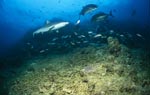 Bull shark reaches the Shark Reef