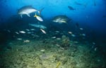 Gray reef shark, Giant Trevallys and coral fishes