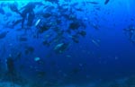 Bullenhai und Taucher im Fischschwarm