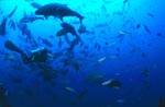 Bullenhai schwimmt durch eine Luecke zwischen zwei Tauchern