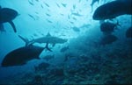 Bullenhai trifft am Shark Reef ein