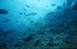 Bullenhai ueber Korallengeroell
