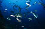 Giant Travelly und andere Fischarten des Shark Reef