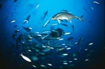 Giant Trevally and coral fishes 