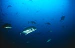 Giant Trevally in der Naehe des Ankerseils