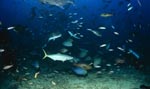 Fische am Shark Reef
