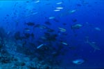 Fischkonzentration am Shark Reef