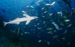 Fischkonzentration am Shark Reef