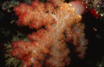 Soft coral (Dendronephthya sp)