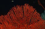 Close-up of a Gorgonian Sea Fan Subergorgia mollis