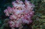 soft coral (Dendronephthya sp)