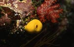 Yellow sponge (Leucetta chagosensis)
