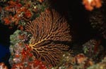 Sea fan (Subergorgia sp)