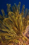 Yellow feather star (Comanthina sp.)